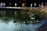 patinhos